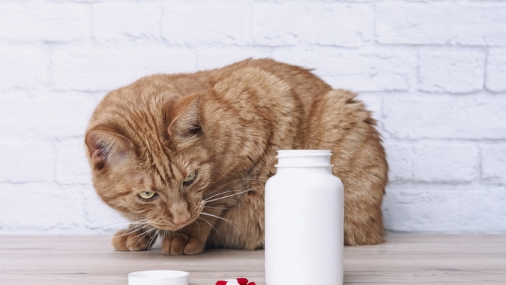 Dog and medication